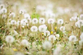 Foto, materiell, befreit, Landschaft, Bild, hat Foto auf Lager,Die Watte des Löwenzahnes, Löwenzahn, , Dan Delaware Ion, coltsfoot snakeroot-Löwenzahn