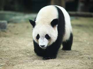 Foto, materiell, befreit, Landschaft, Bild, hat Foto auf Lager,Riesiger Panda, Panda, , Ich bin schön, Spaziergang