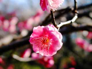 Foto, materiell, befreit, Landschaft, Bild, hat Foto auf Lager,Rote Pflaumenblüte, Pflaume, rote Pflaume, , 