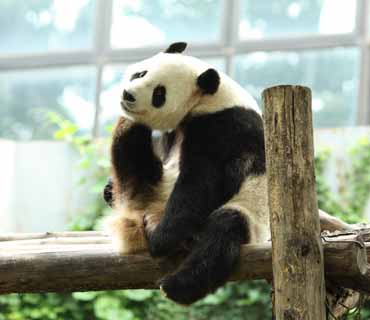 Foto, materiell, befreit, Landschaft, Bild, hat Foto auf Lager,Riesiger Panda, Panda, , Ich bin schön, Geste