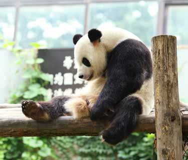 Foto, materiell, befreit, Landschaft, Bild, hat Foto auf Lager,Riesiger Panda, Panda, , Ich bin schön, Geste