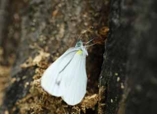 Foto, materiell, befreit, Landschaft, Bild, hat Foto auf Lager,Säumen Sie bizarrerie brimstone-Schmetterling, Schmetterling, , , Feder