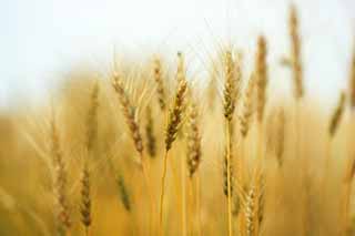 Foto, materiell, befreit, Landschaft, Bild, hat Foto auf Lager,Die Gerstenerntejahreszeit, Feld, Weizen, Wheatear, ländliche Landschaft