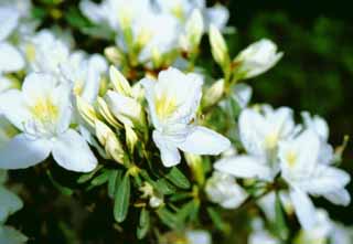 Foto, materiell, befreit, Landschaft, Bild, hat Foto auf Lager,Weiße Azaleenblumen, Ginkakuji, Azalee, weiß, 