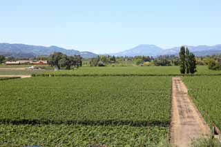 Foto, materiell, befreit, Landschaft, Bild, hat Foto auf Lager,O eine, um zu überholen, Roter Wein, Weingarten, Napa-Tal, Kalifornien-Wein