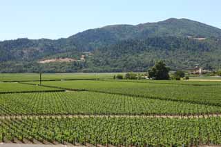 Foto, materiell, befreit, Landschaft, Bild, hat Foto auf Lager,O eine, um zu überholen, Roter Wein, Weingarten, Napa-Tal, Kalifornien-Wein