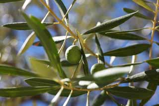 Foto, materiell, befreit, Landschaft, Bild, hat Foto auf Lager,Eine Olive, Eine Olive, Solares Licht, Frucht, Olivgrünes Öl