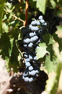 Foto, materiell, befreit, Landschaft, Bild, hat Foto auf Lager,Eine Weintraube, Roter Wein, Der Brauen, Napa-Tal, Kalifornien-Wein