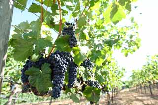 Foto, materiell, befreit, Landschaft, Bild, hat Foto auf Lager,Eine Weintraube, Roter Wein, Der Brauen, Napa-Tal, Kalifornien-Wein