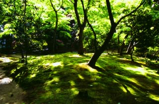 Foto, materiell, befreit, Landschaft, Bild, hat Foto auf Lager,Sonnenlicht durch zartes Grün, Ginkakuji, Moos, Baum, 