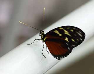 Foto, materiell, befreit, Landschaft, Bild, hat Foto auf Lager,Der Schmetterling des südlichen Landes, Feder, Fühler, Schmetterling, 