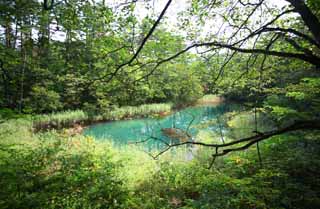 Foto, materiell, befreit, Landschaft, Bild, hat Foto auf Lager,Akanuma, Wald, Teich, Azurblau blau, Mt. Bandai-san