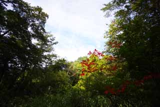 Foto, materiell, befreit, Landschaft, Bild, hat Foto auf Lager,Lacquered färbte Blätter, Wald, Sonnenlicht, Lackbaum, Mt. Bandai-san