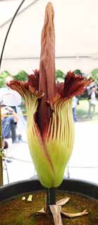 Foto, materiell, befreit, Landschaft, Bild, hat Foto auf Lager,Größte Blumen-Amorphophallus-titanum von Welt, Fauler Geruch, riesige Blume, Konnyaku, 