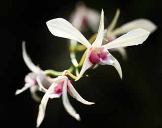 Foto, materiell, befreit, Landschaft, Bild, hat Foto auf Lager,Eine rosa Orchidee, Eine Orchidee, , , Ich bin luxuriös