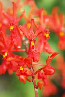 Foto, materiell, befreit, Landschaft, Bild, hat Foto auf Lager,Eine rote Orchidee, Eine Orchidee, , , Ich bin luxuriös