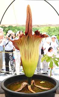 Foto, materiell, befreit, Landschaft, Bild, hat Foto auf Lager,Größte Blumen-Amorphophallus-titanum von Welt, Fauler Geruch, riesige Blume, Konnyaku, 