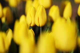 Foto, materiell, befreit, Landschaft, Bild, hat Foto auf Lager,Eine Tulpe, Tulpe, Blütenblatt, Ich bin schön, 