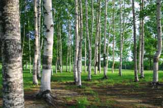 Foto, materiell, befreit, Landschaft, Bild, hat Foto auf Lager,Birkenholz, Hitsujigaoka, Baum, Birke, 