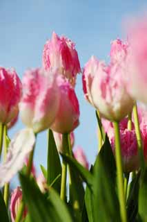 Foto, materiell, befreit, Landschaft, Bild, hat Foto auf Lager,Eine Tulpe, Tulpe, Blütenblatt, Ich bin schön, 