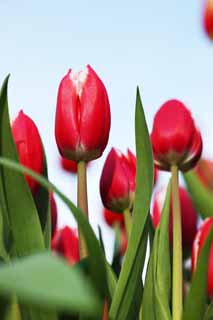 Foto, materiell, befreit, Landschaft, Bild, hat Foto auf Lager,Eine Tulpe, Tulpe, Blütenblatt, Ich bin schön, 