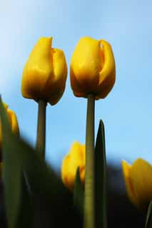 Foto, materiell, befreit, Landschaft, Bild, hat Foto auf Lager,Eine Tulpe, Tulpe, Blütenblatt, Ich bin schön, 