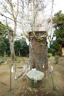 Foto, materiell, befreit, Landschaft, Bild, hat Foto auf Lager,Eshima Shrine Okutsu-Schrein, Verhütung von Bösem, Schale einer Schildkrötenhaube, , großer maidenhair-Baum