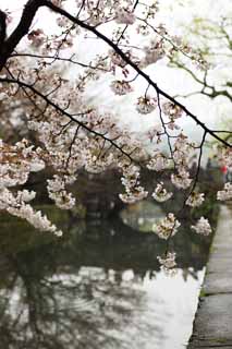 Foto, materiell, befreit, Landschaft, Bild, hat Foto auf Lager,Kurashiki Kirschenbaum, Kirschenbaum, , Brücke, Japanische Kultur