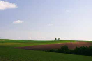 Foto, materiell, befreit, Landschaft, Bild, hat Foto auf Lager,Elternteil und Kinderbäume, Baum, Wolke, blauer Himmel, Feld