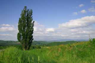 Foto, materiell, befreit, Landschaft, Bild, hat Foto auf Lager,Pappel des Gedächtnisses, Pappel, Wolke, blauer Himmel, blau