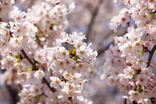 Foto, materiell, befreit, Landschaft, Bild, hat Foto auf Lager,Ein Kirschenbaum, Kirschenbaum, , Blütenblatt, In Frühling