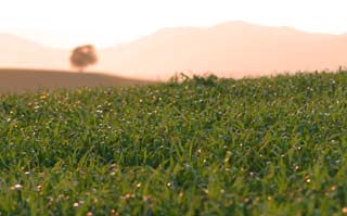 Foto, materiell, befreit, Landschaft, Bild, hat Foto auf Lager,Weizenfeld und Hügel, Feld, das Setzen von Sonne, Weizen, grün