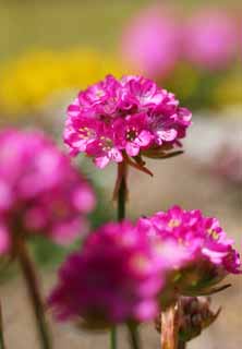 Foto, materiell, befreit, Landschaft, Bild, hat Foto auf Lager,Ein rosa Blümchen, Gartenarbeit, , Blümchen, Rosa