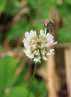 photo,material,free,landscape,picture,stock photo,Creative Commons,Honeybee's meal, honeybee, bee, clover, nectar