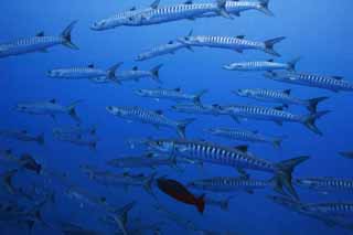 photo,material,free,landscape,picture,stock photo,Creative Commons,Barracudas, barracuda, diving, sea, underwater photograph