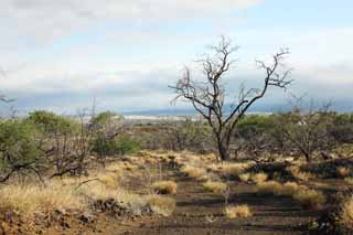 photo,material,free,landscape,picture,stock photo,Creative Commons,A dead tree of the lava, Lava, forest fire, branch, Drying