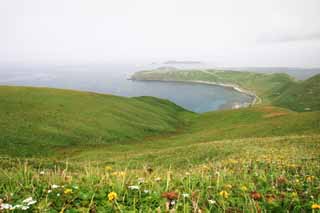 photo,material,free,landscape,picture,stock photo,Creative Commons,Flower filed, coast, flower field, grassland, sea