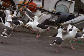 photo,material,free,landscape,picture,stock photo,Creative Commons,Gulls' festival, seagull, , , festival