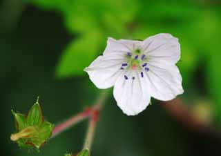 photo,material,free,landscape,picture,stock photo,Creative Commons,Small white flower, white, , , 