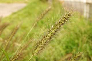 photo,material,free,landscape,picture,stock photo,Creative Commons,Bushy …, grass, seed, , 