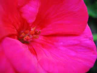 photo,material,free,landscape,picture,stock photo,Creative Commons,Pollen of geranium, pink, petal, , close-up