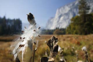 photo,material,free,landscape,picture,stock photo,Creative Commons,Scenery with down, Cotton wool, Fruit, grassy plain, Grass