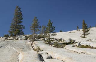 photo,material,free,landscape,picture,stock photo,Creative Commons,Iwagami's trees, tree, Granite, forest, stone