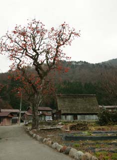 photo,material,free,landscape,picture,stock photo,Creative Commons,The country of ..giving birth.. of persimmon, Architecture with principal ridgepole, Thatching, persimmon, rural scenery