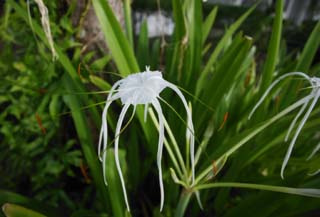 photo,material,free,landscape,picture,stock photo,Creative Commons,A white flower, White, , petal, 