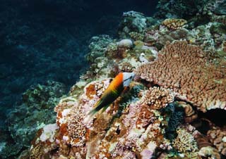 photo,material,free,landscape,picture,stock photo,Creative Commons,A fish of a monochrome orange, coral reef, Coral, In the sea, underwater photograph