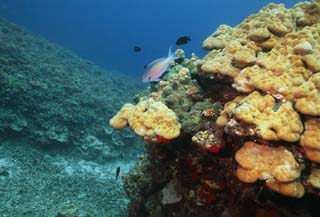 photo,material,free,landscape,picture,stock photo,Creative Commons,Tropical fish of a coral reef, coral reef, Coral, In the sea, underwater photograph