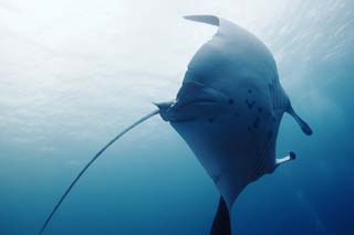 photo,material,free,landscape,picture,stock photo,Creative Commons,Magnificent turning, manta, Coral, In the sea, underwater photograph