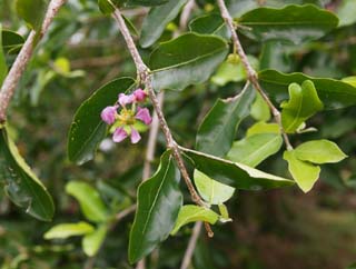 photo,material,free,landscape,picture,stock photo,Creative Commons,A flower of acerola, Acerola, Pink, flower, Fruit