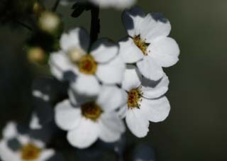 photo,material,free,landscape,picture,stock photo,Creative Commons,Spring of Spiraea, , spiraea, spirea, In spring